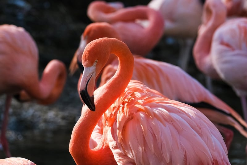 Bird Watching Tour